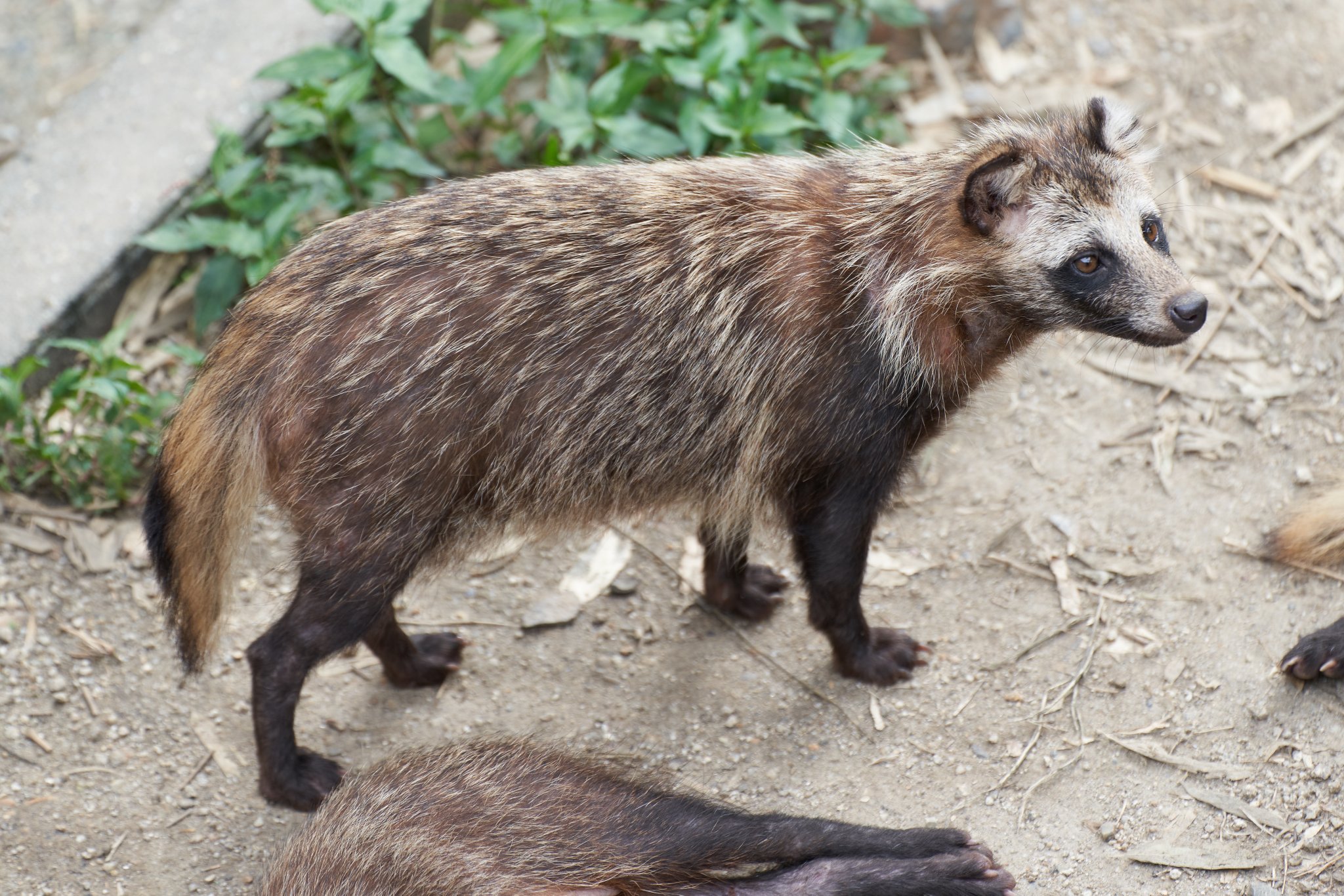 たぬき Amazon｜りぶはあと 抱き枕 プレミアムねむねむアニマルズ