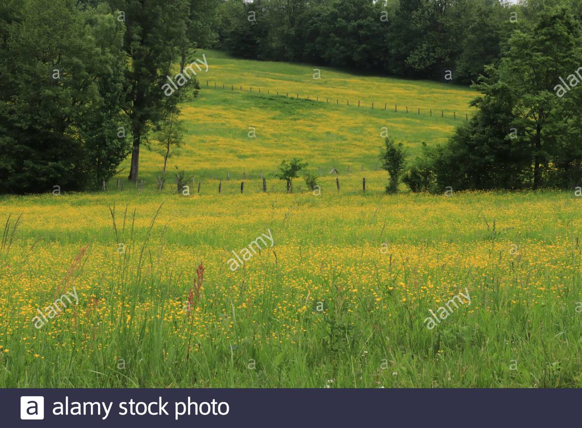 Mirazroa's tweet photo. When nature #paints./Wenn die #Natur #malt.
#NaturePhotography #grass #pureo2 #alamy #microstock #stockphotos #bergen #artphotography https://t.co/SNCkJVrMVX