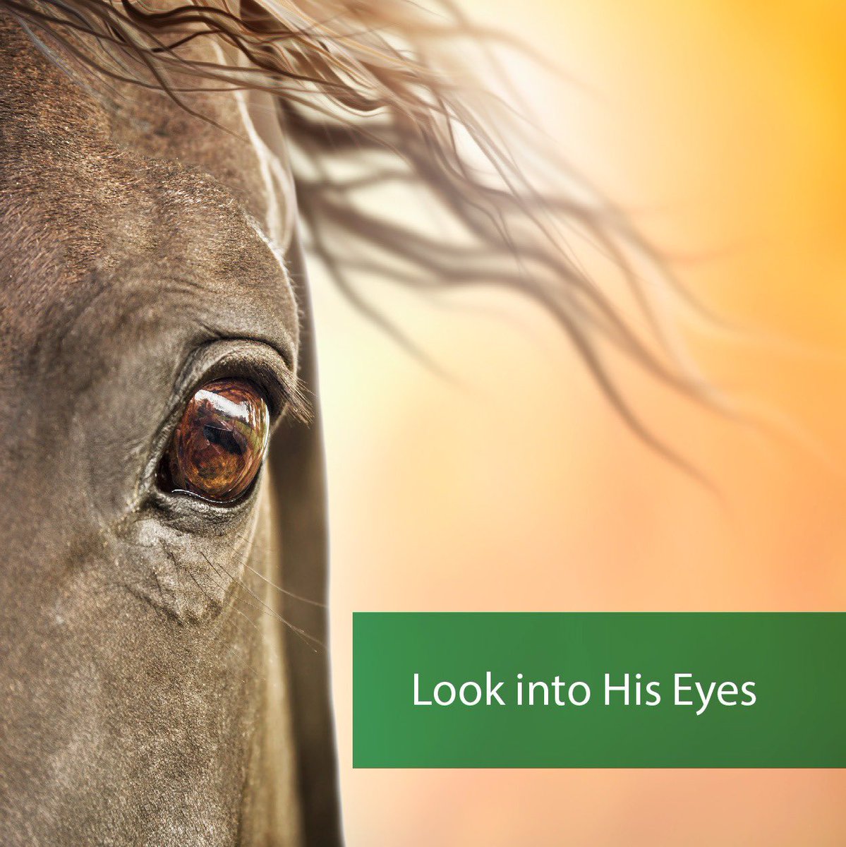 AdaaEquestrian's tweet photo. It is important to approach any eye problem in an ordered and systematic manner, and deal with it as a medical emergency. 
Learn more about the right techniques to check your horse’s eyes:
https://t.co/CtZcRcIquy https://t.co/EJhWNjw3qG