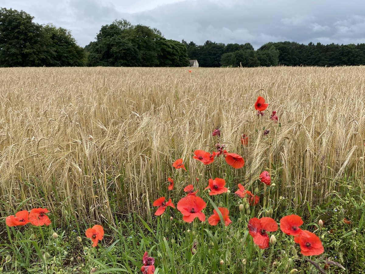 neilricho1's tweet photo. Favourite 10 mile circular walk.
⁦@Newstead_Abbey⁩ ⁦@TOGWalks⁩ ⁦@healthywalks⁩ ⁦@JuliaBradbury⁩ ⁦@NottinghamRocks⁩ @bignorms⁩ #walkingsbrilliant #mintastic #thieveswood #papplewick #linby #linbytrail #walking https://t.co/tqrH4eInN7