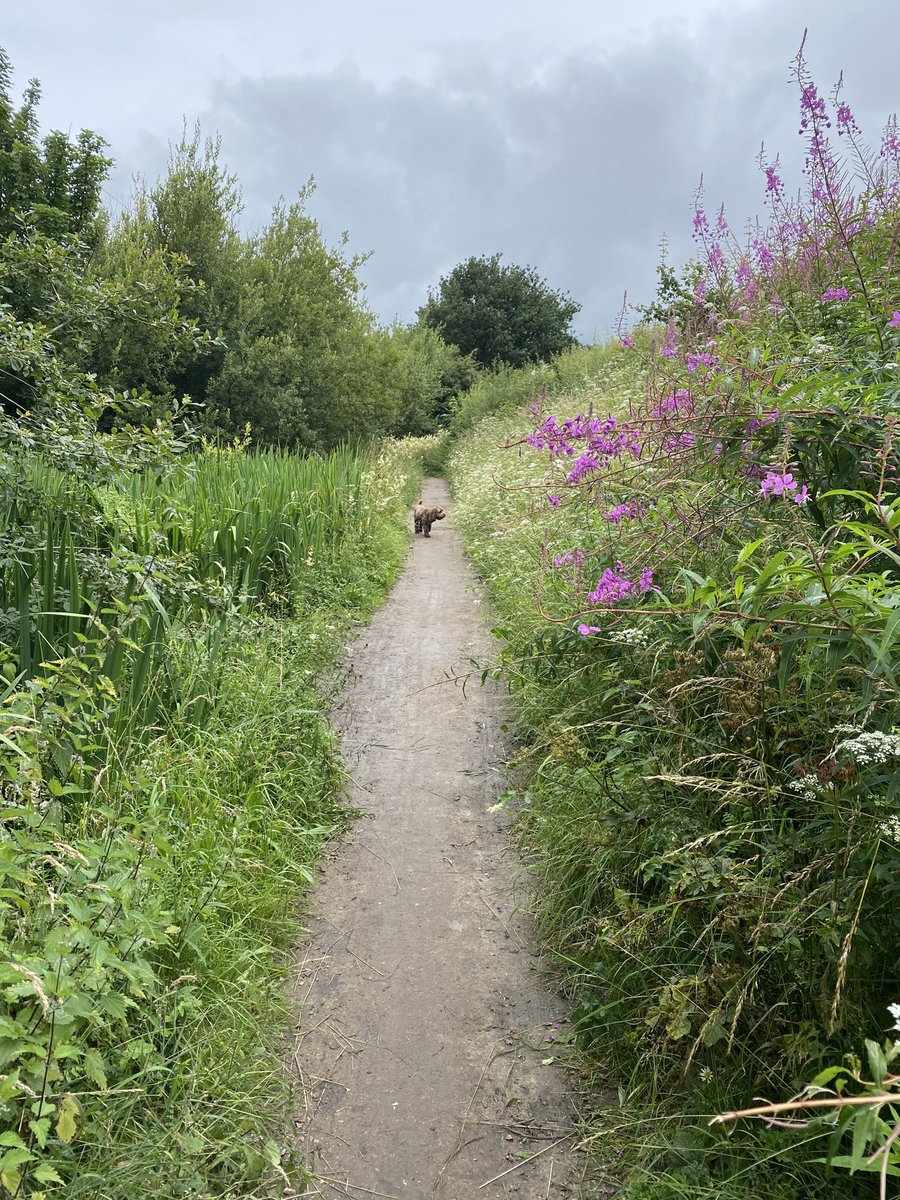 neilricho1's tweet photo. Favourite 10 mile circular walk.
⁦@Newstead_Abbey⁩ ⁦@TOGWalks⁩ ⁦@healthywalks⁩ ⁦@JuliaBradbury⁩ ⁦@NottinghamRocks⁩ @bignorms⁩ #walkingsbrilliant #mintastic #thieveswood #papplewick #linby #linbytrail #walking https://t.co/tqrH4eInN7