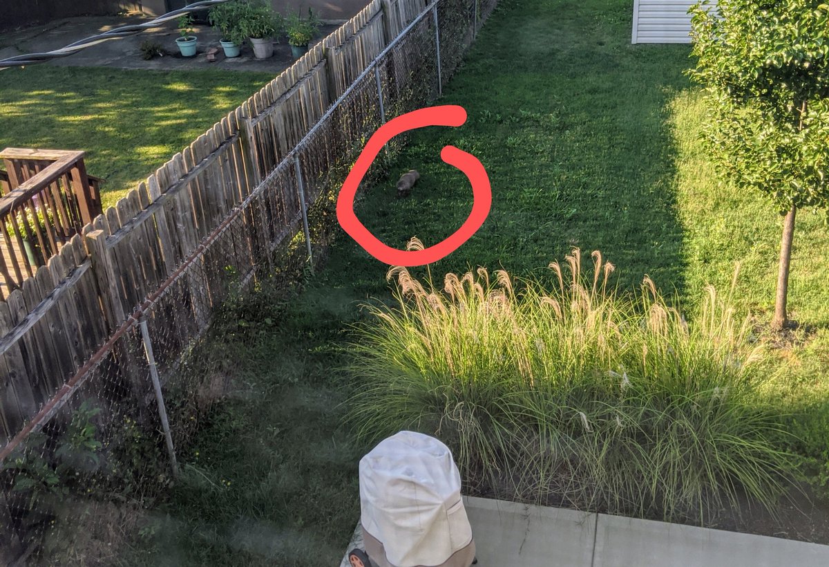 KeepCalmAndCode's tweet image. This morning I saw a huge ass groundhog sneaking around my backyard. I sure as fuck better not be doomed to repeat this year over and over again. 😬