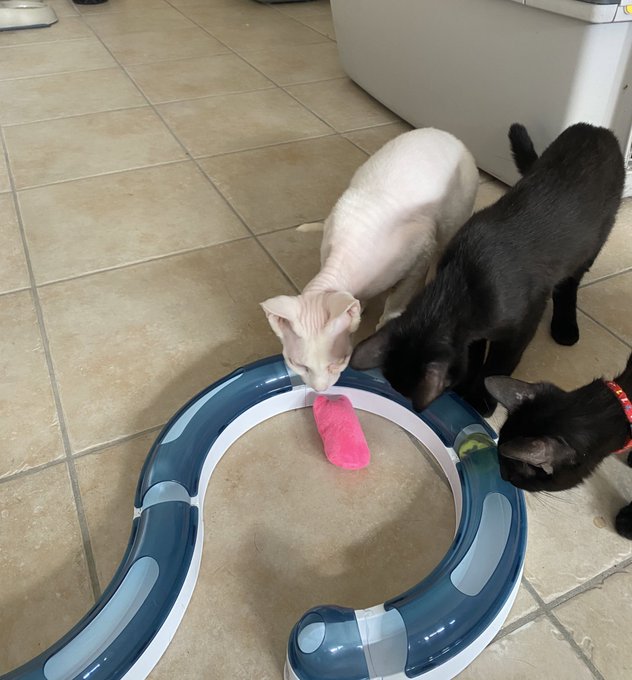 Merci P. valentin pour le jouet de chats :))) https://t.co/ARcR42sjD8<a href="/tag/shein"class="tags"><span>#shein</span></a><a href="/tag/needyourhelp"class="tags"><span>#needyourhelp</span></a>