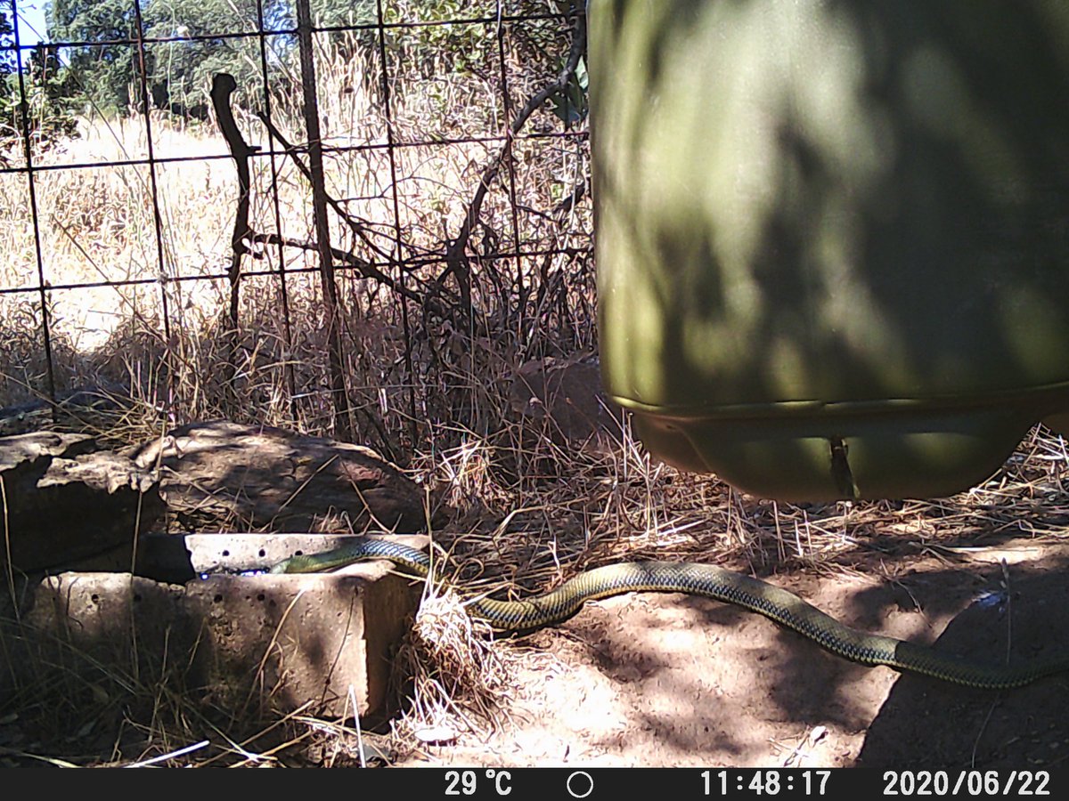 #SoyCazadorSoyEcologista
#Descubrir

Si no fuera por el uso de las cámaras "trampa" sería casi imposible observar estas cosas:

-Culebra bastarda bebiendo

Los puntos de agua instalados por los cazadores son aprovechados por un sin fin de especies, sean cinegeticas o no
#trailcam