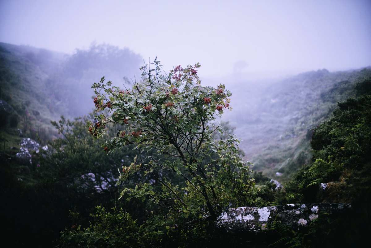#rowan near Black-a-ven Brook on #dartmoor in the #mist the other morning #landscapephotography #devonphotographer #moodygram #misty #moodymorning #vintagelens #britishtrees #dartmoornationalpark #visitdartmoor #dartmoorcollective #glavindstrachan