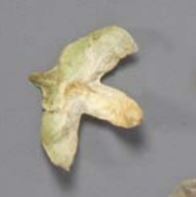 Take time to distinguish two kinds of things: winged fruits (left) and reproductive bracts (right).