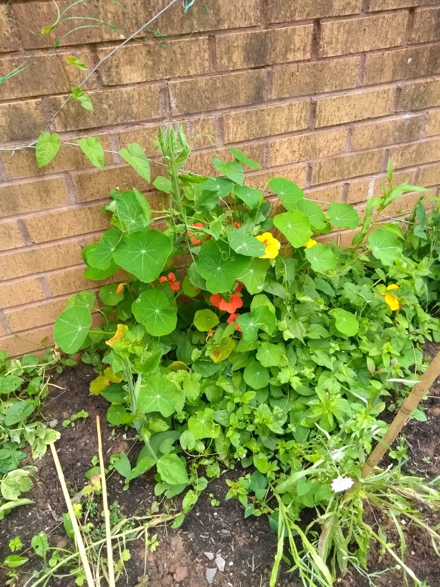 Andywales55uk's tweet photo. Our garden &amp; wildlife project are doing so well now with all the rise beds being used &amp; the wild bird feeder station is doing very well with the small birds back in the garden at last &amp; still got magpies as well.🐦📷😀🌱🌿☕🏴󠁧󠁢󠁷󠁬󠁳󠁿 https://t.co/8bW2bU7dcp