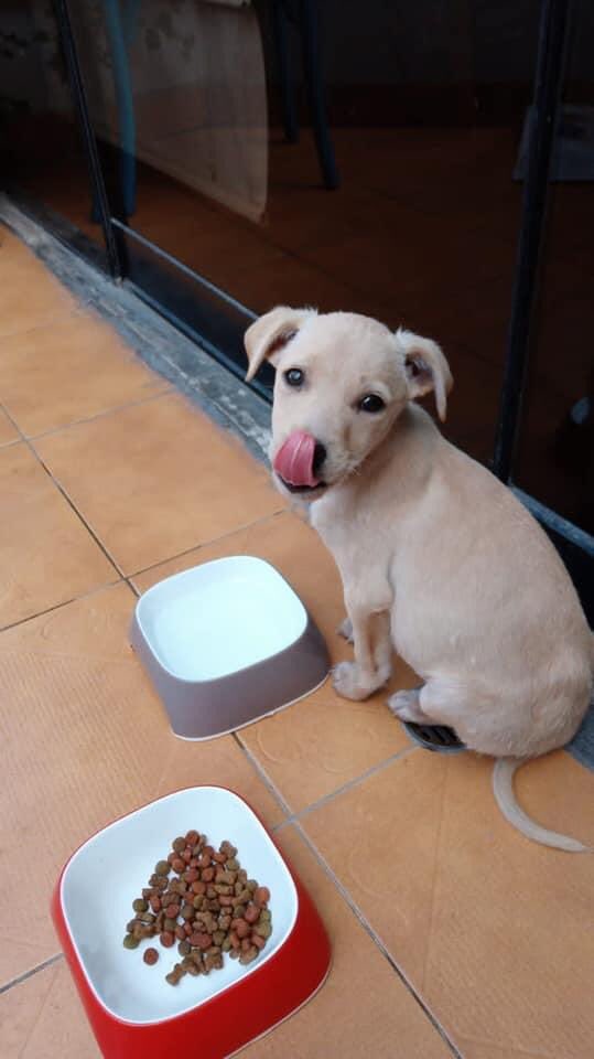 lokaldammert's tweet photo. Mi hija está apoyando un albergue de perritos. Estamos acogiendo temporalmente a esta linda perrita, a quien debemos poner en adopción. Tiene tres meses. Por favor ayúdenme a conseguirle un hogar!! https://t.co/ogkBNDQaTJ