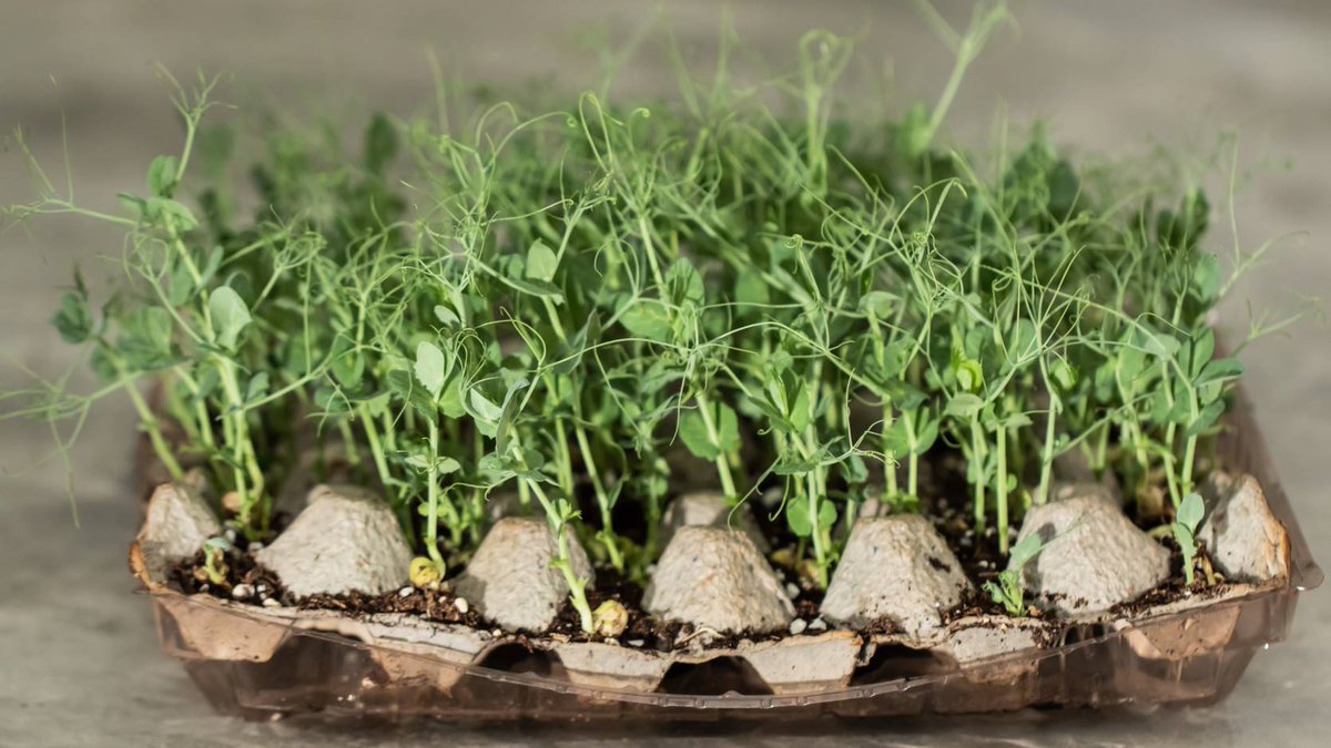 #FreshFromHome - Easy PEA-sy Farming! Introducing pea sprouts, the perfect crop for those just beginning their gardening journey! #gardensbythebay #StayHomeWithGB #gardening #SGUnited gardensbythebay.com.sg/en/stayhomewit…