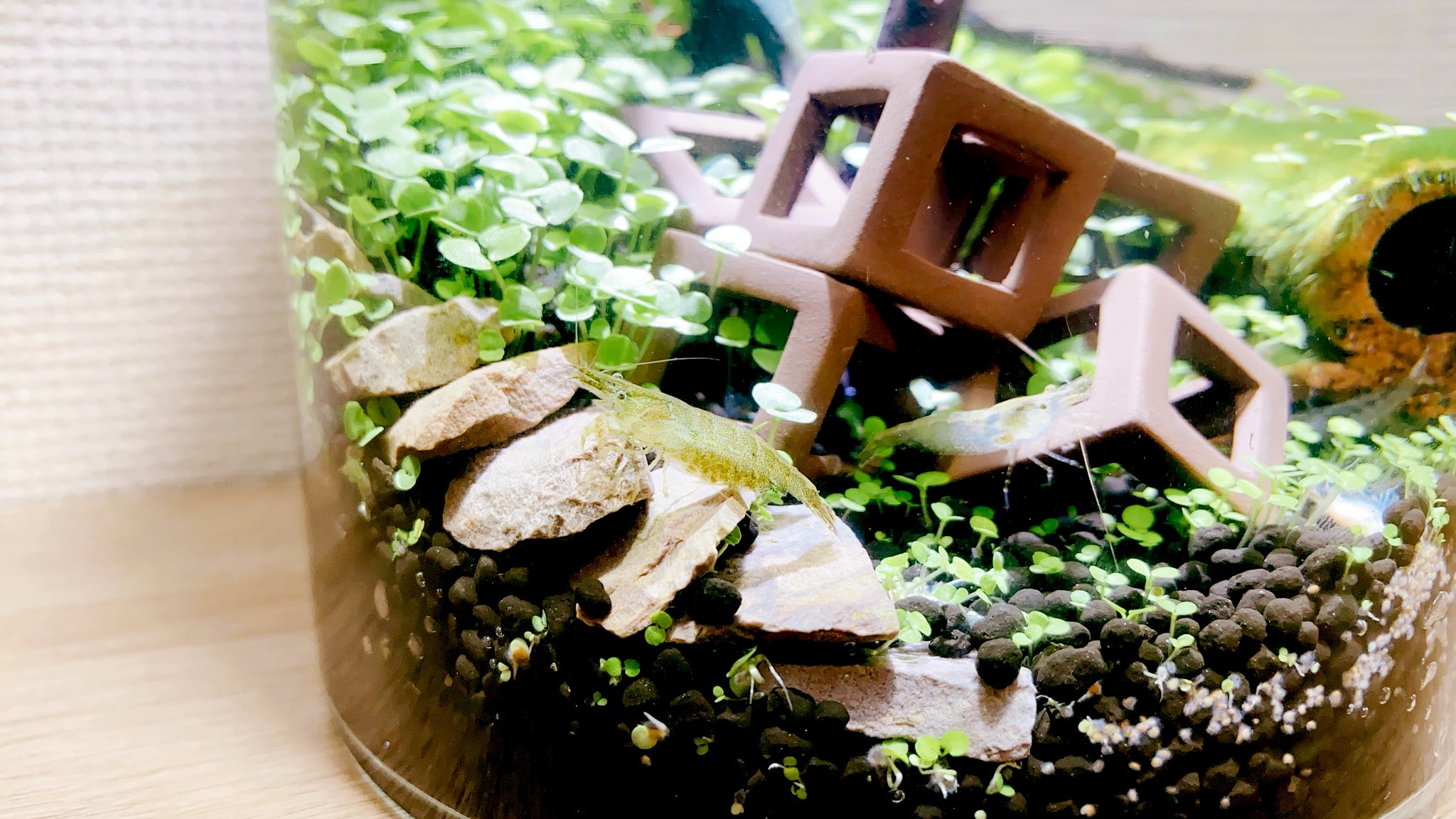 ないと エビ水槽できたー ミナミヌマエビ11匹 まさかの1匹はたまご持ちでした 水槽入れてから気付いたよ 稚エビは水草の下に隠れられるから大丈夫だと思う めちゃくちゃ泳ぐしもぐもぐしてる 見てて楽しい ないと エビ水槽できたー ミナミヌマエビ11匹 まさかの1匹はたまご持ちでした 水槽入れてから気付いたよ 稚エビは水草の下に隠れられるから大丈夫だと思う めちゃくちゃ泳ぐしもぐもぐしてる 見てて楽しい