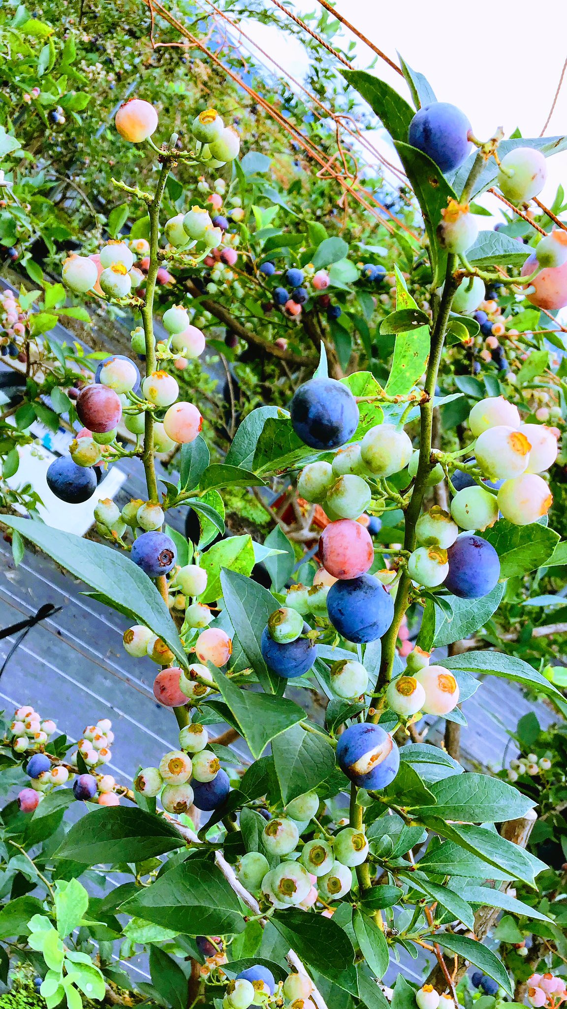 道の駅南国 風良里 美味しいブルーベリーの基準を全てクリアしてます まるで 甘い甘い紫色の宝石 ひらやま農園 さんの ブルーベリー 美味しくて新鮮なブルーベリーの証 ブルームと呼ばれる白い粉がしっかり付いてます T Co Qahx1jklb4