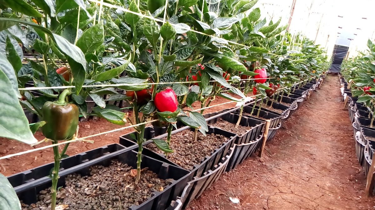 mynzagric254's tweet photo. Agriculture is key to Kenya's economy, contributing 26 per cent of the Gross Domestic Product (GDP) and another 27 per cent of GDP indirectly through linkages with other sectors.  #FarmingNotAnOddJob
#Dearfarmers https://t.co/RhNBAqKN3R