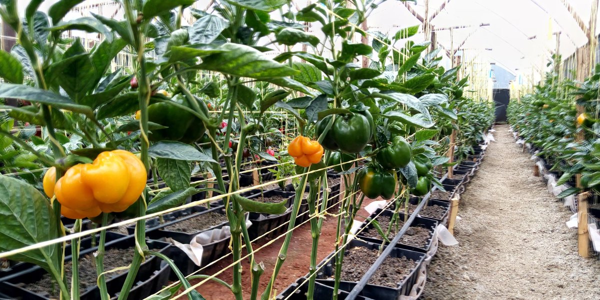 mynzagric254's tweet photo. Agriculture is key to Kenya's economy, contributing 26 per cent of the Gross Domestic Product (GDP) and another 27 per cent of GDP indirectly through linkages with other sectors.  #FarmingNotAnOddJob
#Dearfarmers https://t.co/RhNBAqKN3R