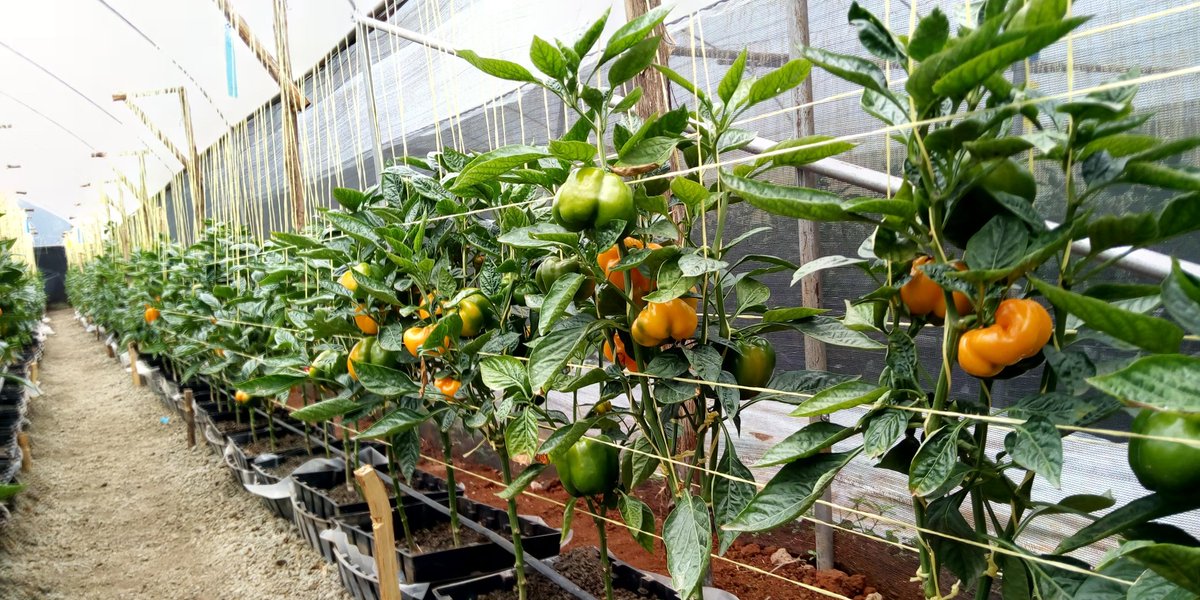 mynzagric254's tweet photo. Agriculture is key to Kenya's economy, contributing 26 per cent of the Gross Domestic Product (GDP) and another 27 per cent of GDP indirectly through linkages with other sectors.  #FarmingNotAnOddJob
#Dearfarmers https://t.co/RhNBAqKN3R