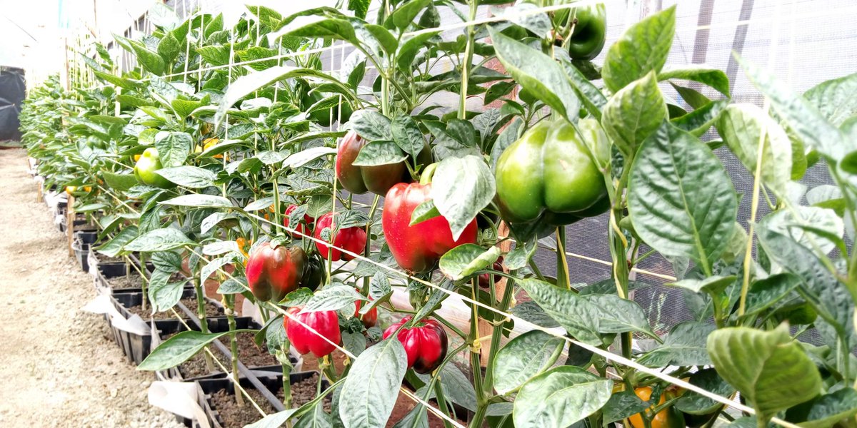 mynzagric254's tweet photo. Agriculture is key to Kenya's economy, contributing 26 per cent of the Gross Domestic Product (GDP) and another 27 per cent of GDP indirectly through linkages with other sectors.  #FarmingNotAnOddJob
#Dearfarmers https://t.co/RhNBAqKN3R