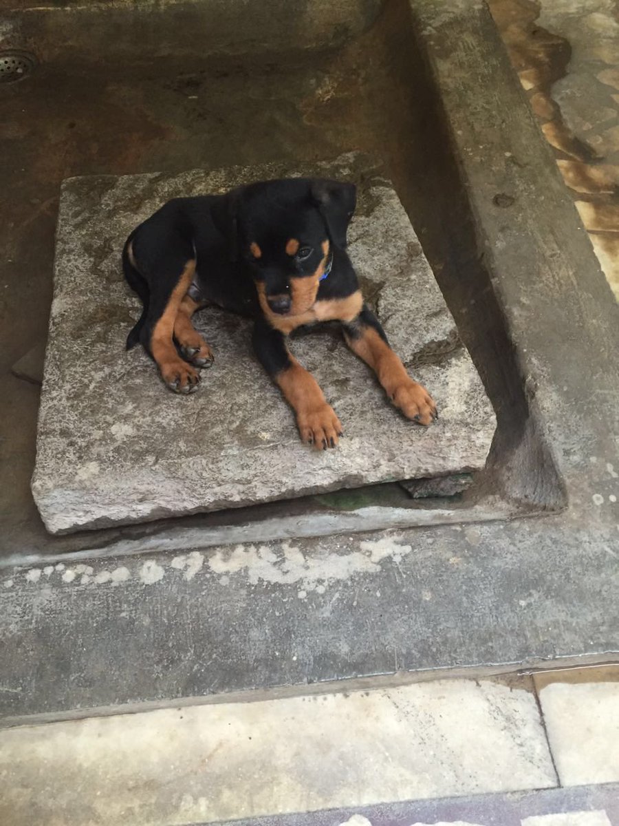 07reddevilz's tweet photo. Cutest Pup Ever #Mirchu https://t.co/yenA9KAL54