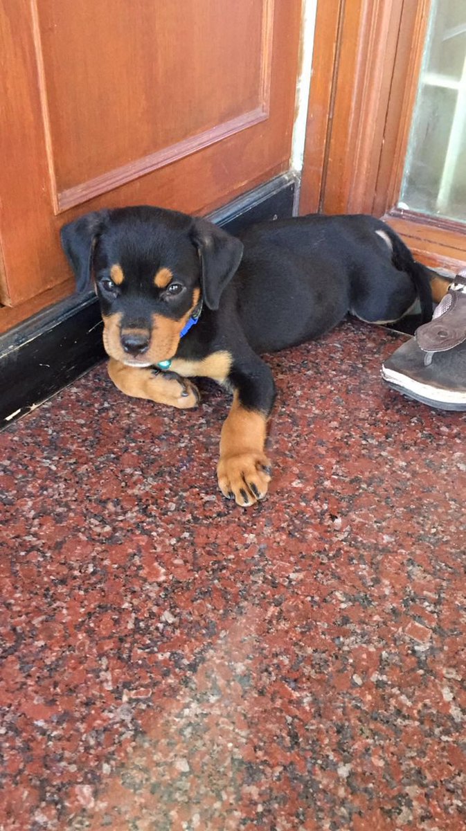 07reddevilz's tweet photo. Cutest Pup Ever #Mirchu https://t.co/yenA9KAL54