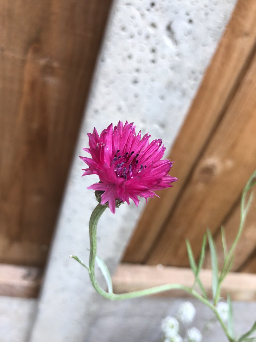 _sarah_will_'s tweet photo. @StuLegend1 @AngieLewis_CH @FopianoJoy My garden surprise this morning! Not quite as impressive as the others, but I’ve definitely beaten Stu’s horticultural “efforts” 😂 https://t.co/kpb80tsHXv