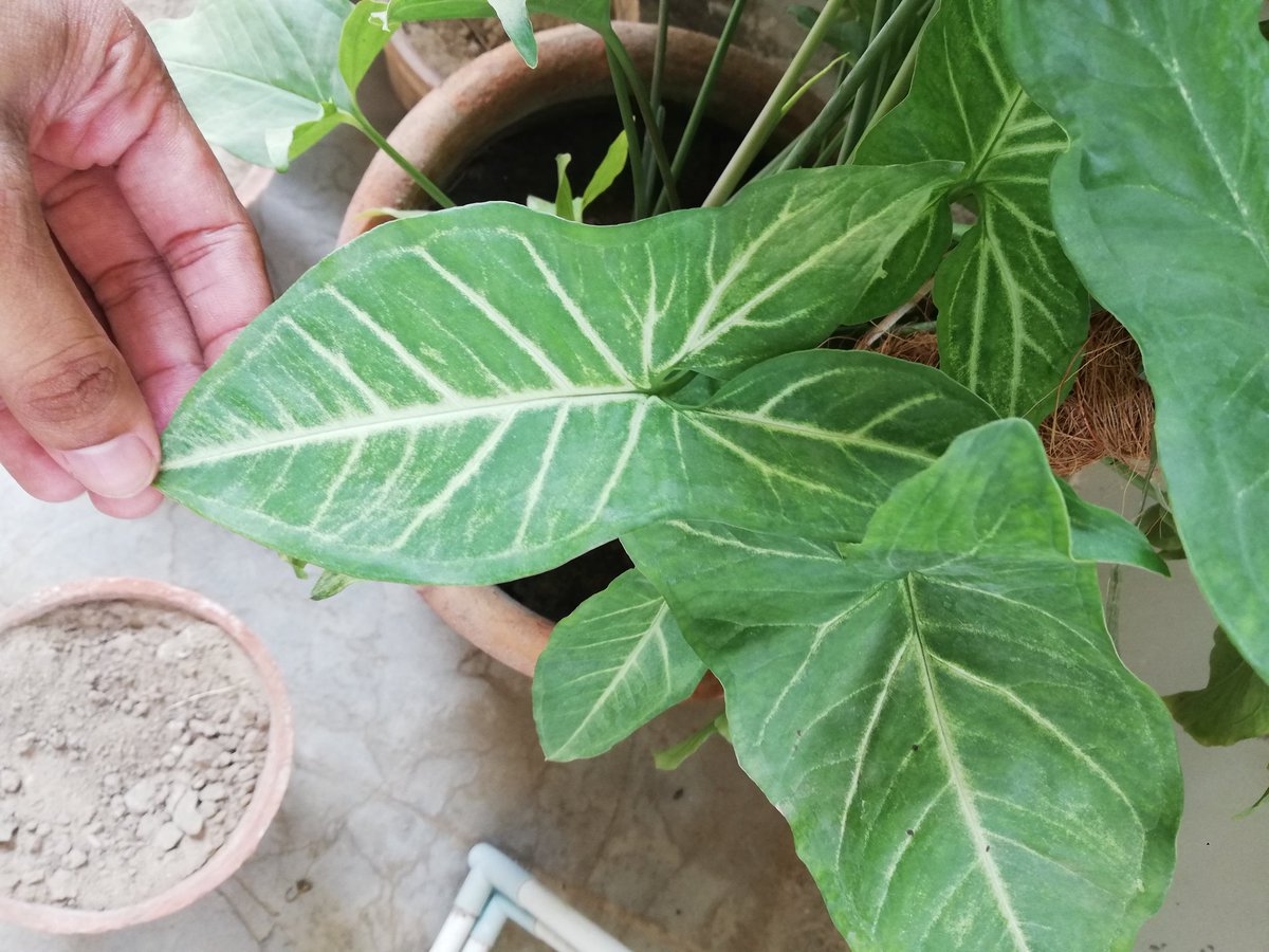 Remember the Arrowhead and (close to Dragon Arum) plant I got for indoors: https://twitter.com/fursid/status/1267424585554804736?s=19Apparently they're both arrowheads but different leaf structure. This one has 5 claw-like leaf instead of one big 3 point arrow shape.