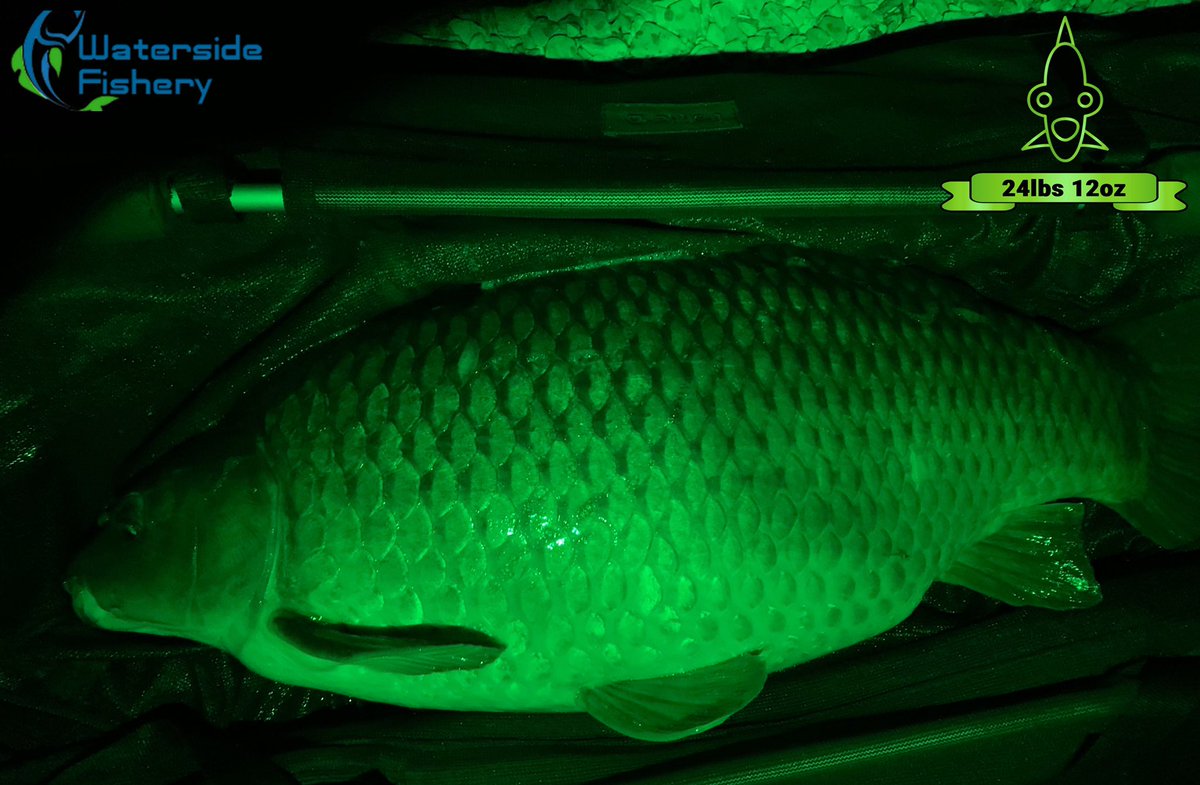 Carp_capture's tweet photo. Alien carp!! https://t.co/Cp5wLc5tLX