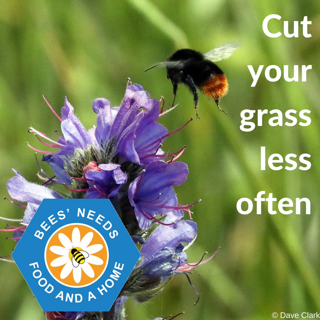 BumblebeeTrust tweet picture