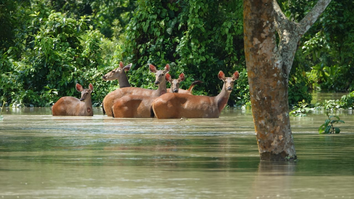ANI's tweet photo. Assam: Due to floods, 80% of Kaziranga National Park is submerged in water. P Sivakumar, Director, Kaziranga National Park says, "So far, 66 animals have died and 170 animals were rescued." https://t.co/sWhojRBUmG