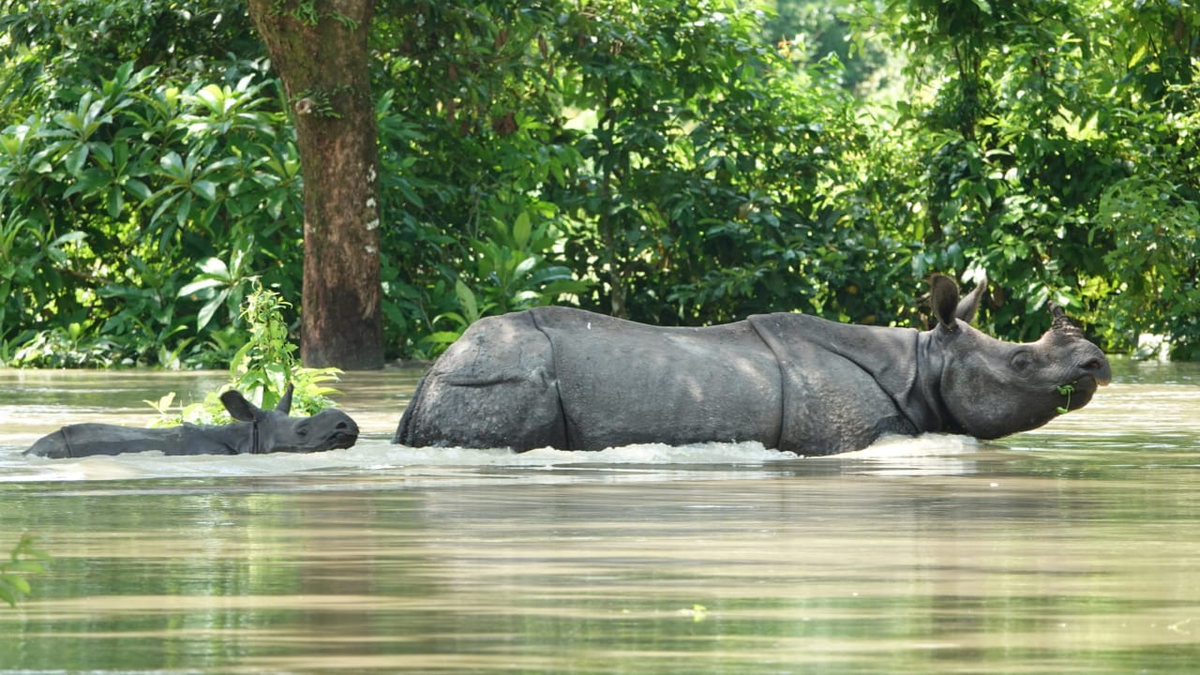 ANI's tweet photo. Assam: Due to floods, 80% of Kaziranga National Park is submerged in water. P Sivakumar, Director, Kaziranga National Park says, "So far, 66 animals have died and 170 animals were rescued." https://t.co/sWhojRBUmG