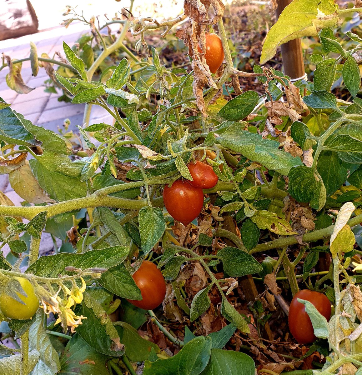 Geardire's tweet photo. #Engadini
#MyGarden https://t.co/MVoOMmQugF