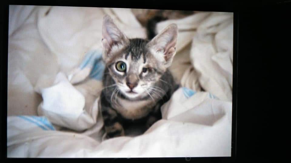 LorcaAnimal's tweet photo. ADOPTADO bebé Pedrito en Barcelona.
Gracias a todos los que nos ayudáis en esta labor sin fin.
Cada grano de arena cuenta para conseguir que tengan lugar finales felices como éste. https://t.co/kmNNjf9Nn1