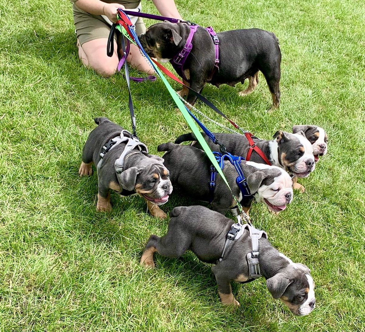 BullyCheeto's tweet image. Finally got to play with my brothers and sisters 🐾 #puppyplaydate #puppylife #oldeenglishbulldogg #puppyfamily #puppiesofinstagram #puppiesoftwitter