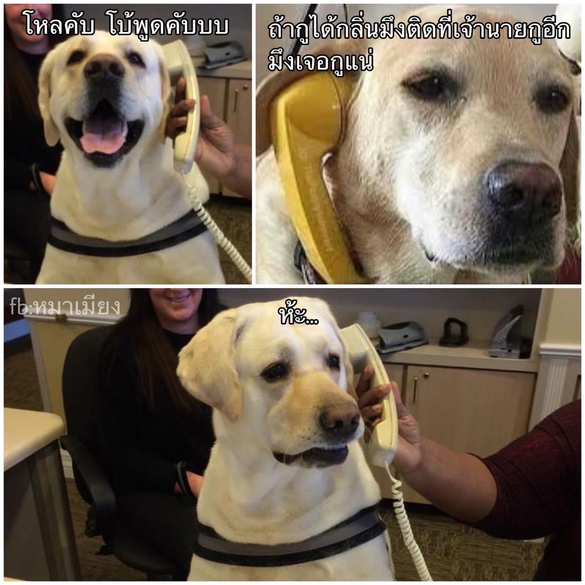 สตีฟโทรขู่บัคกี้ อย่ามายุ่งกับโทนี่เจ้านายเลา