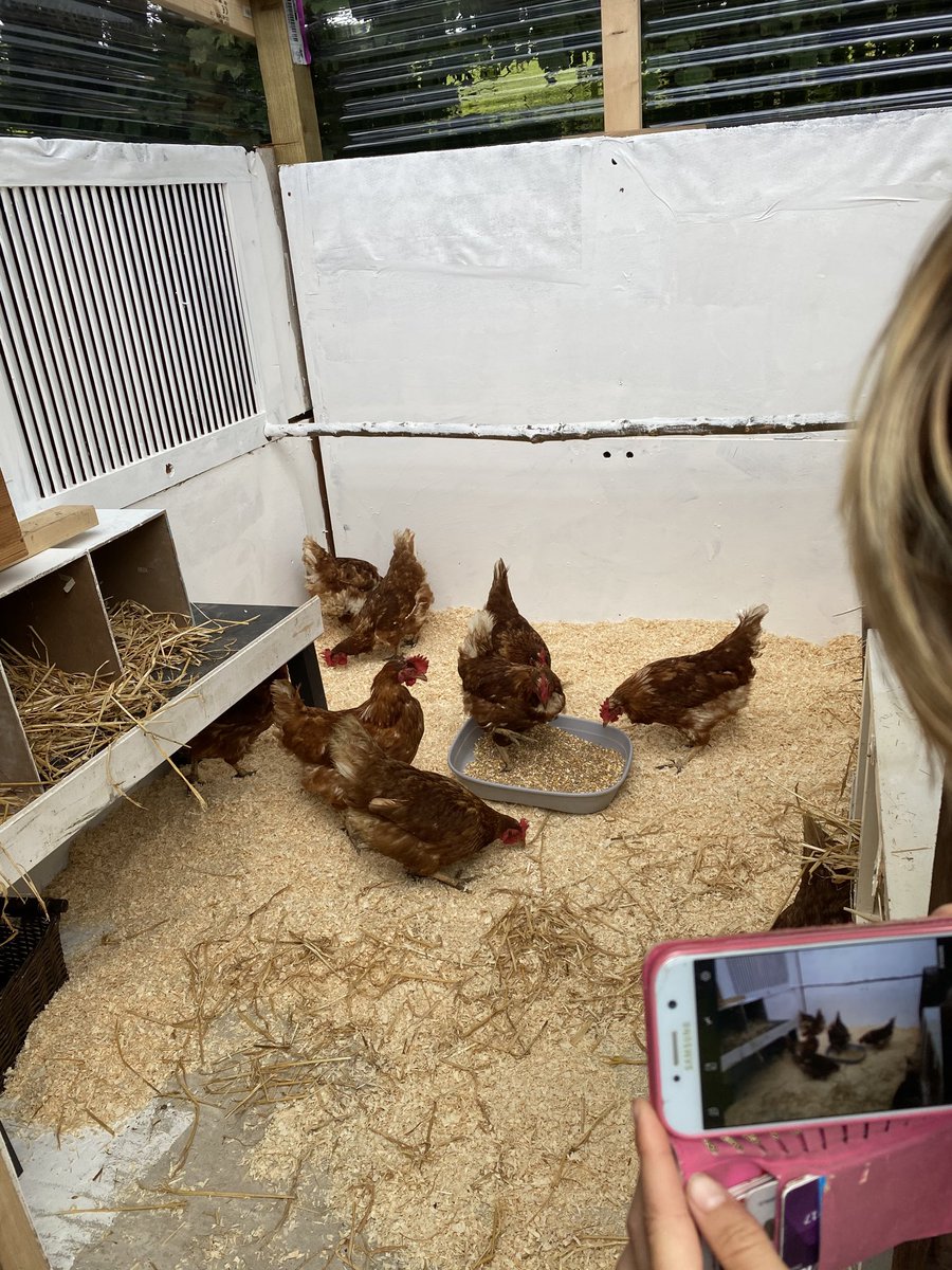 AdamsBucketful's tweet photo. First of the new distraction therapies for the Bucketful - 10 ladies  and one bantam warden arriving later!!  They are busy exploring their bijou and compact apartments some fully furnished with both straw and rather chic wood chippings!!
Little donkeys arriving later ❤️ https://t.co/k68puoeqBX