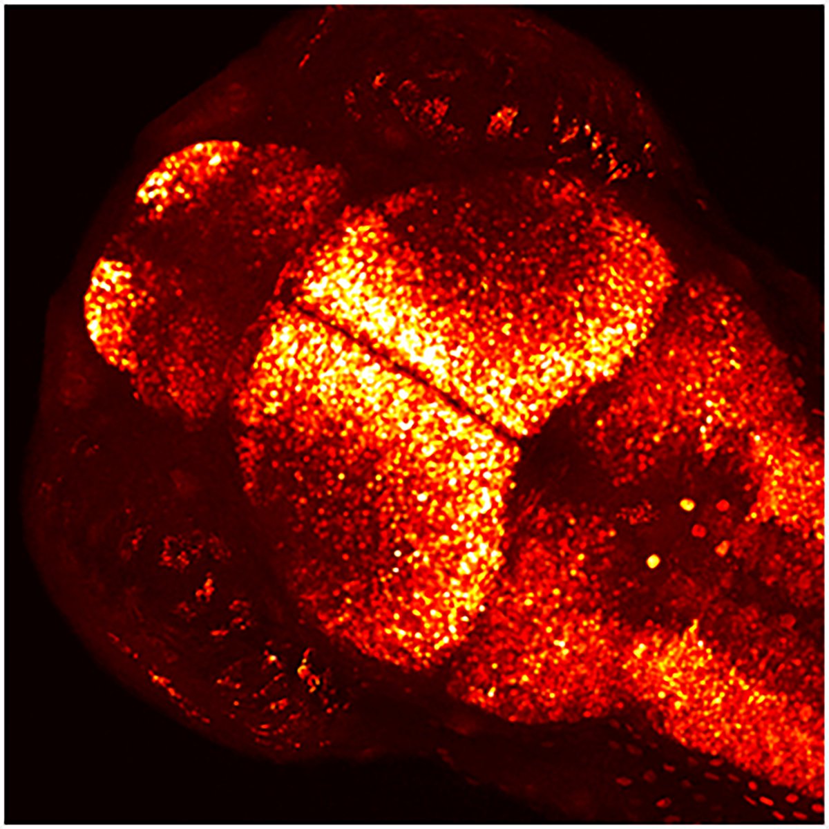 Max Planck Institute for Medical Research tweet media