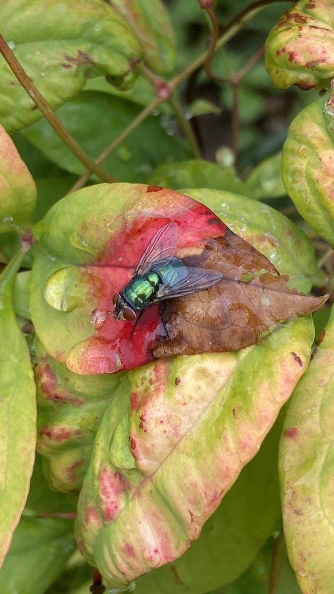 Manisha Trivedi Brightly Coloured Bluebottle Fly Having A Drink Flies Pollinate Flowers Too Fly Bluebottle Bluebottlefly Redleaf Redleaves Nannysgardenworld T Co D1c5nyvbuw