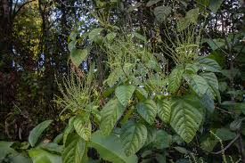 arbolespe's tweet photo. #Hojae’danta (Aparisthmium cordatum) F Euphorbiaceae . Arbol alto con ramitas diminutamente estrellado-pubescentes o casi lampiñas; hojas subcoriáceas, Espigas masculinas delgadas flores subsentadas; espigas femeninas a veces ramificadas, rojiza. https://t.co/9ZCwTYwiAu