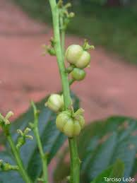 arbolespe's tweet photo. #Hojae’danta (Aparisthmium cordatum) F Euphorbiaceae . Arbol alto con ramitas diminutamente estrellado-pubescentes o casi lampiñas; hojas subcoriáceas, Espigas masculinas delgadas flores subsentadas; espigas femeninas a veces ramificadas, rojiza. https://t.co/9ZCwTYwiAu
