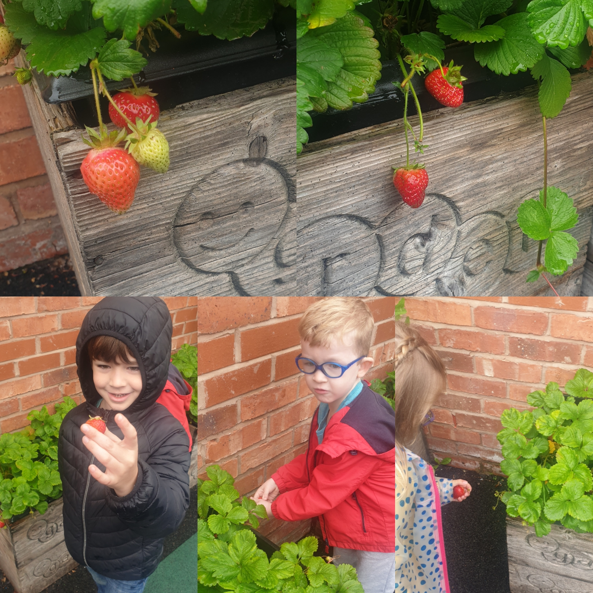 StHildasBury's tweet photo. Thank you so much to @MannyjayBeth for our beautiful strawberry plats. We've enjoyed some lovely juicy strawberries off them recently!🍓 https://t.co/MywL6CTD6n