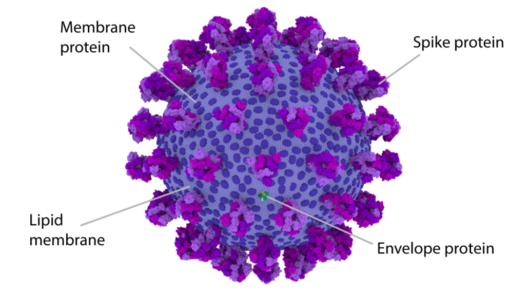 UKRI_News's tweet photo. What is a coronavirus particle made up of? 

We've worked with the team at @UofGlasgow to explore the structure of SARS-CoV-2. 

Learn more and share the science ⬇️ 
https://t.co/Mk3A1HTtXS

#COVID19 https://t.co/jysrzO1QVp
