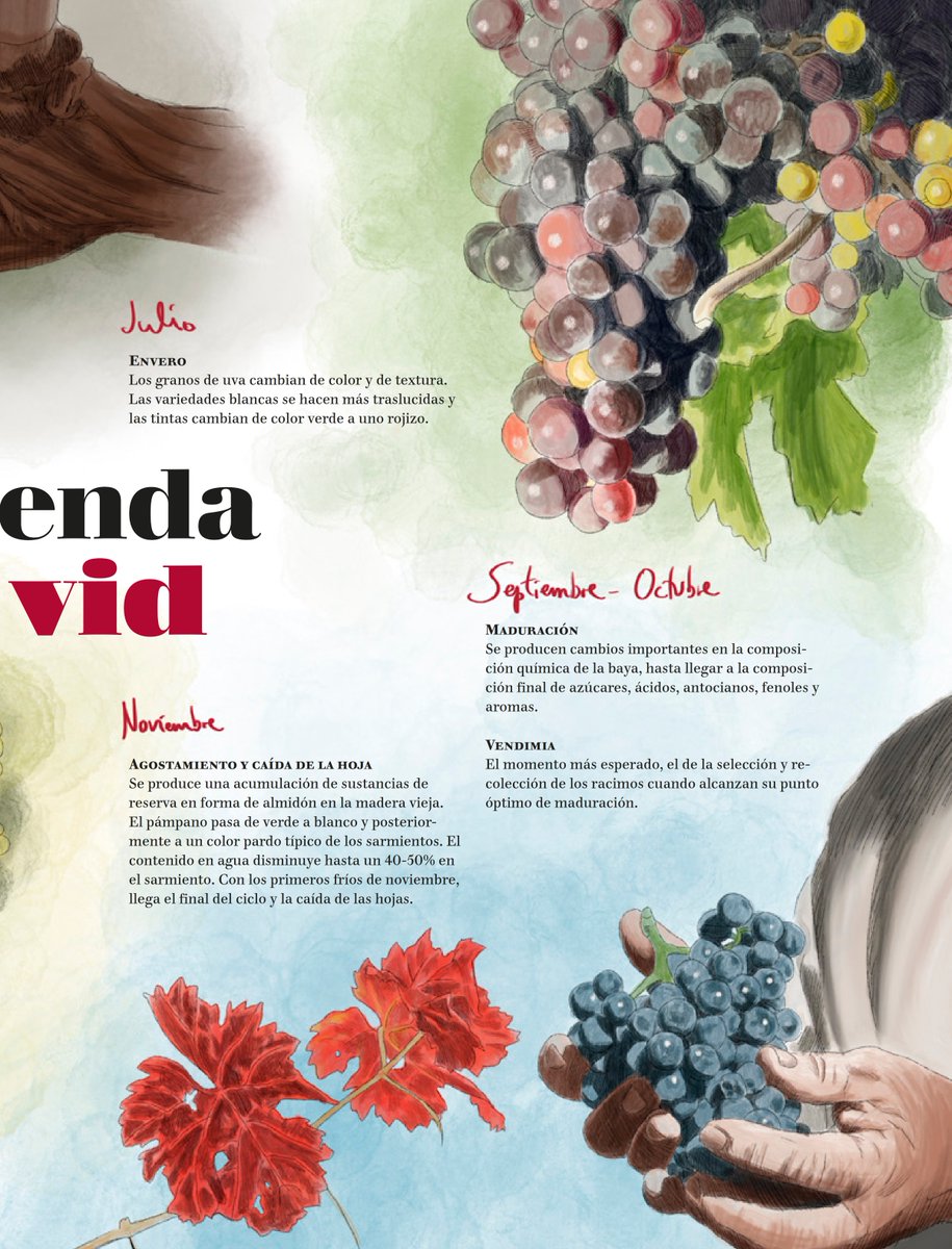 Una preciosa ilustración de <a href="/mastres_design/">Mástres Design</a> para enseñarnos cómo es la agenda de la vid.