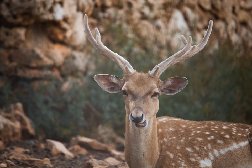 Israel ישראל tweet media