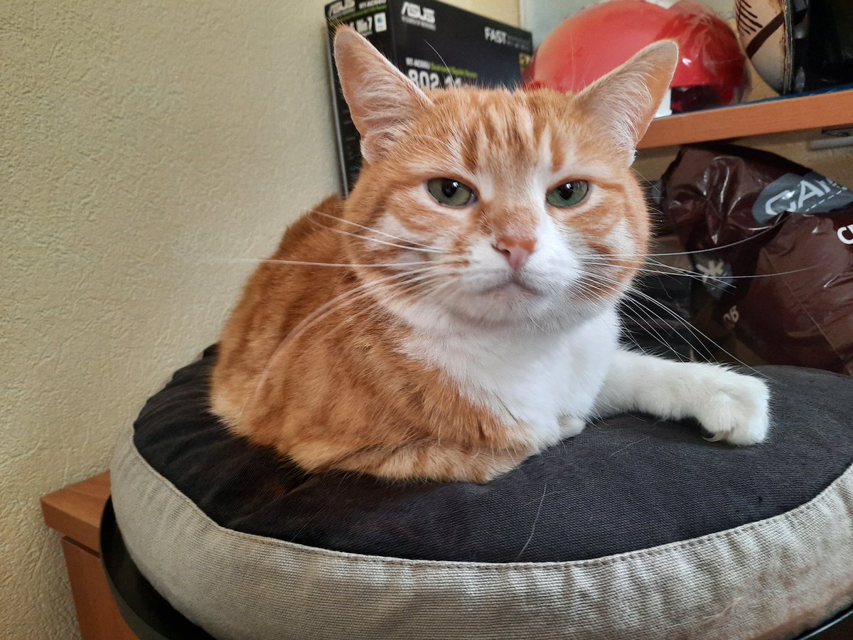 gestushka's tweet photo. PetTrain не остановим!
У меня живут злобная жопа и сказочный единорог-сладкая булка

@Dana_W13 @pvt_offline @nbgrrr https://t.co/U3au35DLms