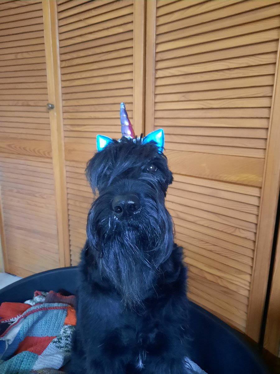 gestushka's tweet photo. PetTrain не остановим!
У меня живут злобная жопа и сказочный единорог-сладкая булка

@Dana_W13 @pvt_offline @nbgrrr https://t.co/U3au35DLms