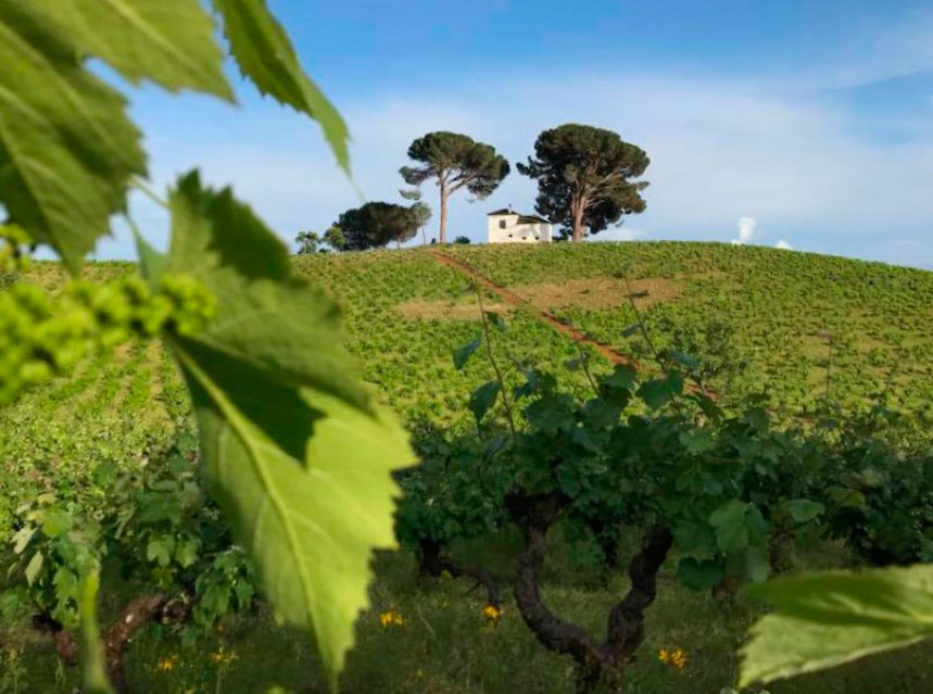 Los nuevos Vinos de Villa y Paraje de la <a href="/DOBierzo/">C.R.D.O. Bierzo</a> ya son una realidad y estas son algunas #bodegas que han empezado a lanzar #vinosdeVilla y #vinosdeparaje en #DOBierzo:
#DescendientesdeJPalacios
#Banzao
<a href="/VinosCantarina/">Cantariña</a>
<a href="/LosadaVinos/">Losada Vinos de Finca</a>
ow.ly/Aeq050AwxSi vía <a href="/lagacetadelvino/">La Gaceta del Vino</a>