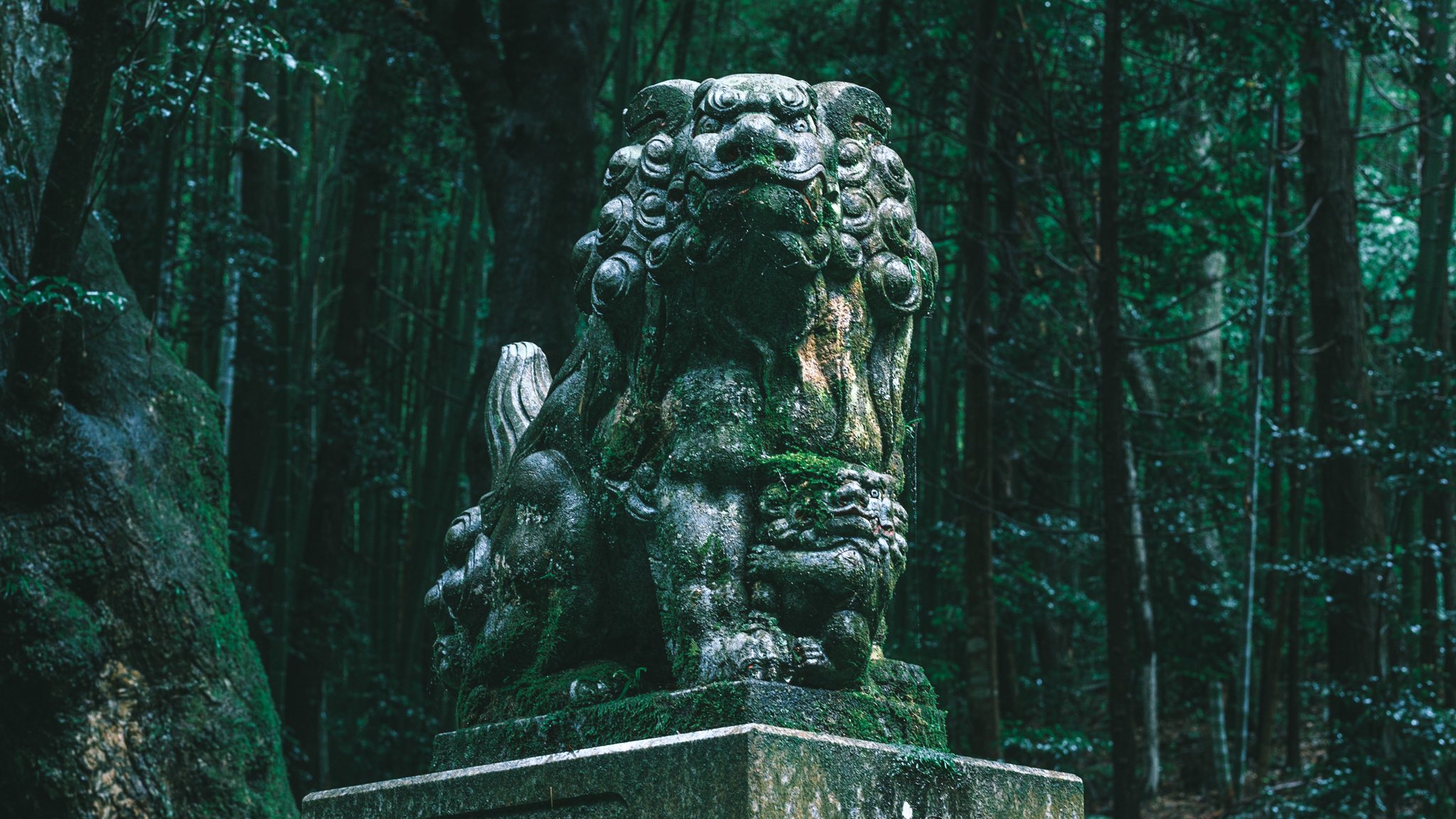 雨の日に鳥居をくぐると異世界へ 幻想的な雰囲気が別の世界へ繋がっていそうな福井県の稲荷神社 話題の画像プラス