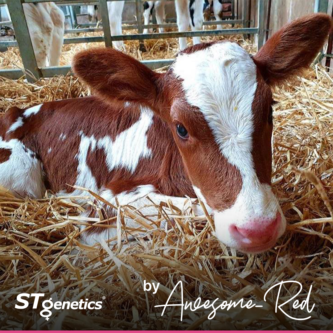 STgenetics's tweet photo. It's not #CrazyforCalves Friday yet, but we are #Crazyfor Red &amp; White Calves on Wednesdays too!!! 🤩

By AWESOME-RED from STgenetics!

AWESOME-RED is +2.08 GPTAT +3.25 UDC
AWESOME-RED is +3.88 FUA +4.37 RUH +4.02 RUW
AWESOME-RED is 5.7% gEFI

AWESOME-RED: https://t.co/CAYdDxQJKO https://t.co/kvXed17aad