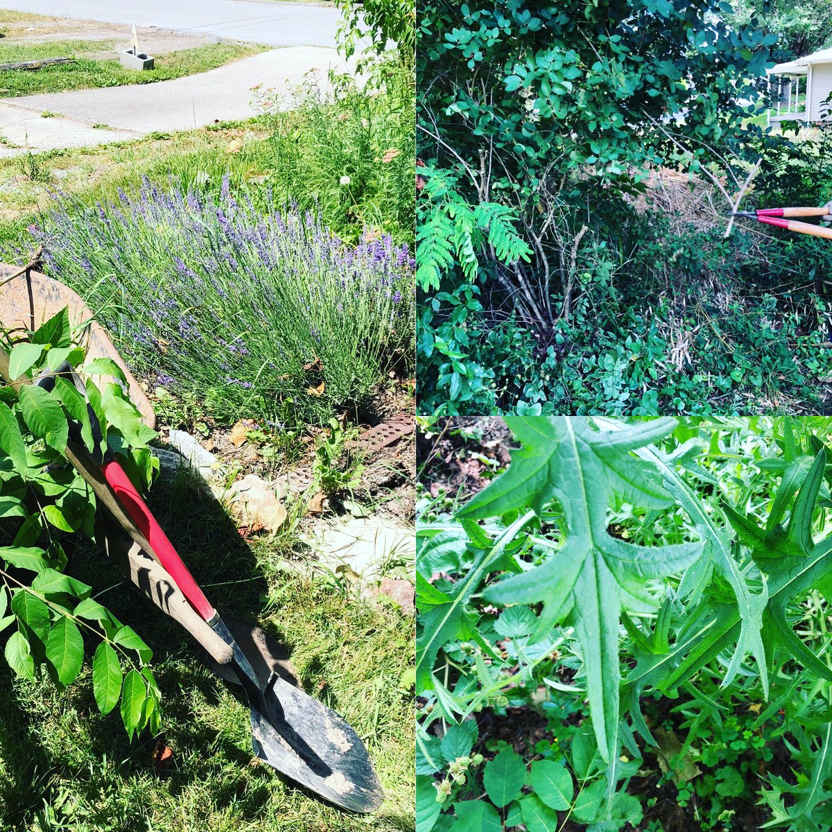 wiccachurch's tweet photo. We have neglected our garden so now we garden with shovel and shears. Allowing good things to grow. #churchandschoolofwicca #churchandschoolofwicca1968 #thechurchandschoolofwicca #harmnone
#urbanhomestead
#urbanwitch
#greenwitch
#greenwitchery #makeoxygen #makeo2 https://t.co/0MYQsGohB5