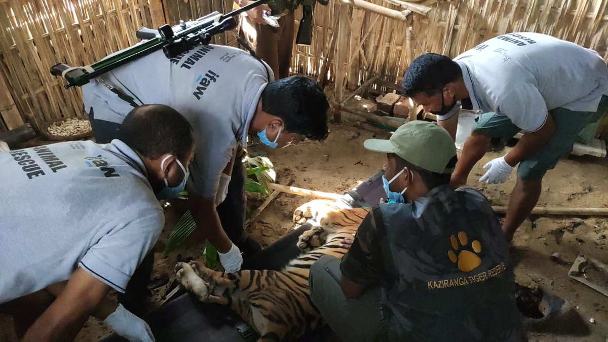 Since yesterday a  #tiger at large had kept our team  @ifawglobal - #WTI on high alert. The 2 yr old  #tigress, was tranquilized by our vet just now! Found in a house!  #AssamFloods2020  #AssamFloods  #KazirangaFloods  #CWRC  @vivek4wild  @rathinbarman  @samshulwildvet  @deespeak