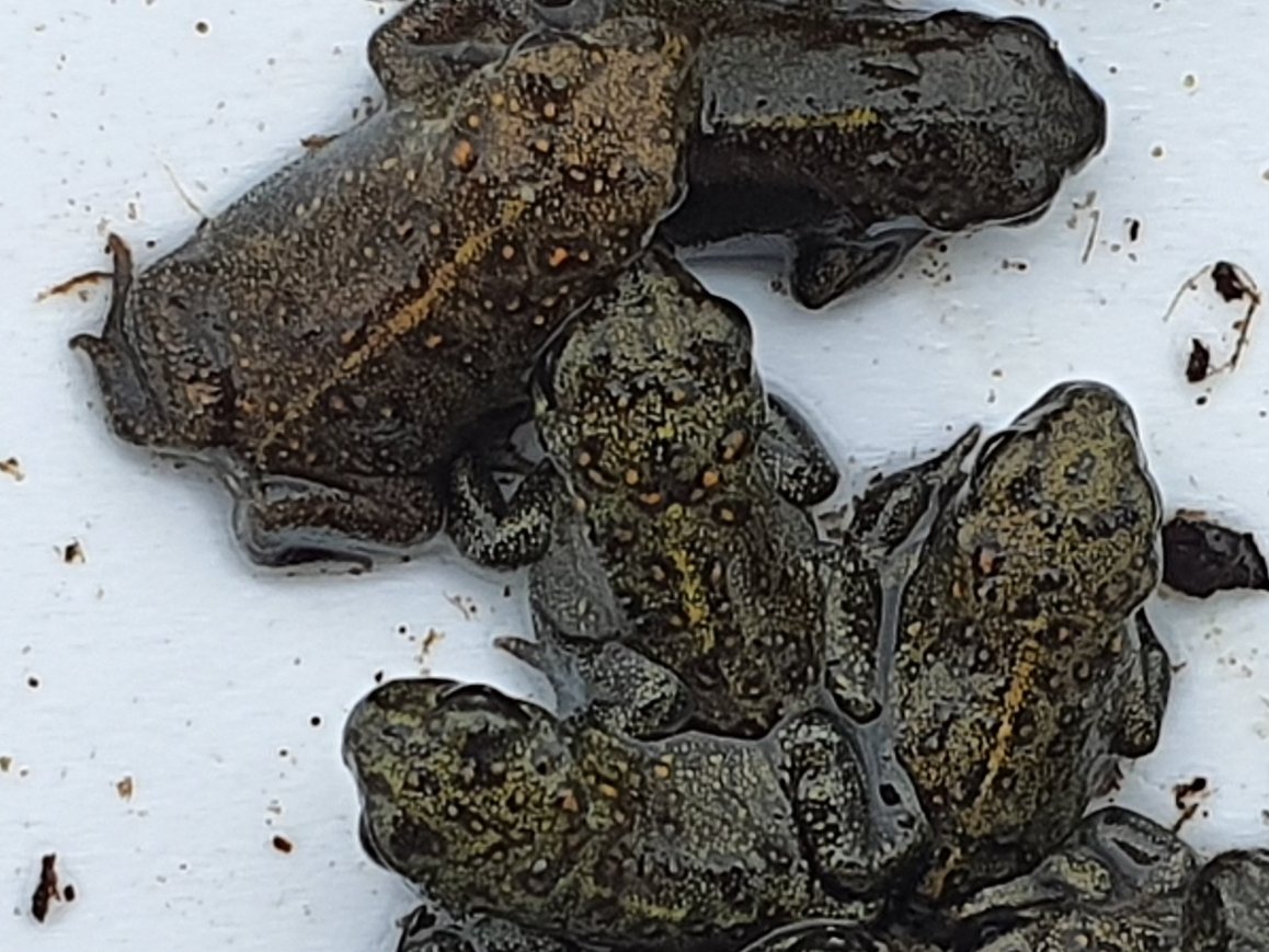 463 toadlets released into the wild today. The tadpoles were rescued by NPWS staff from a drying pond in May and reared at Dingle Aquarium. #conservationinaction #natterjacks #dingleaquarium