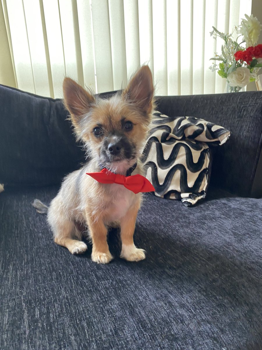 Arlo19P's tweet photo. I had a hair cut today, it was scary, I felt all posh and pampered so I thought id wear my bow tie to celebrate me being so brave #puppyhaircut #puppy #puppylife #puppylove #puppies #dogs #dogsoftwitter #dogsofinstagram #Chihuahua https://t.co/iKmOIYaZbf