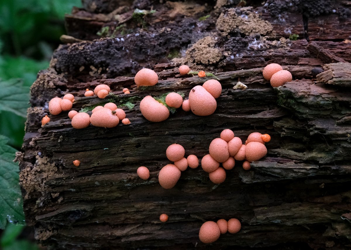scotfot's tweet photo. advantage of #wfh - can nip out for a quick 10 minute slimemould of the day photoshoot wolfs milk and some old Cribaria (light earth brown patches #slimemould #BGSfromhome https://t.co/GtvsZ5dApq